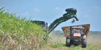 Tropical Sugar Company signals the return of sugar production in Clarendon Tropical Sugar Company