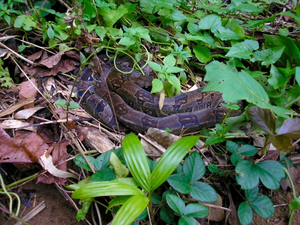 Saint Lucia Forestry Department condemns killing of endemic boas