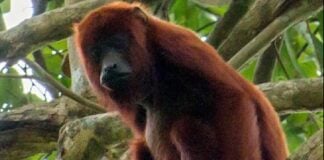 Trinidad confirms Yellow Fever in Red Howler Monkey, no human cases reported Trinidad Yellow Fever