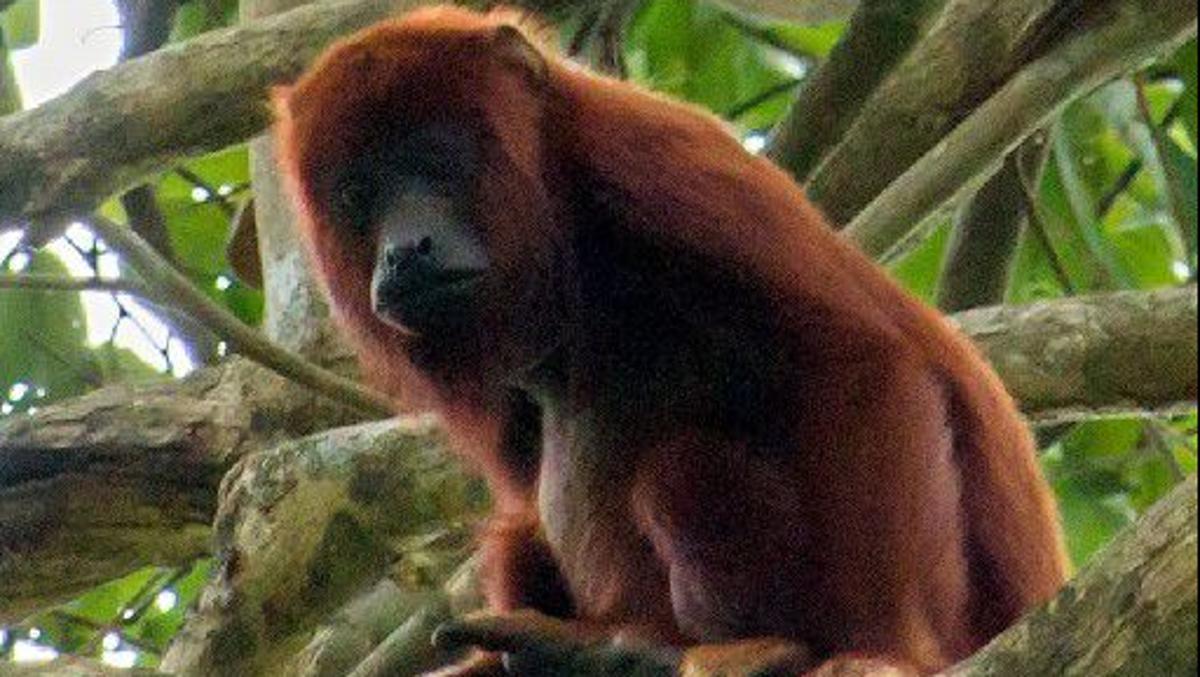 Trinidad confirms Yellow Fever in Red Howler Monkey, no human cases reported