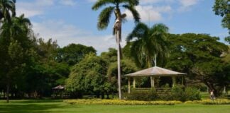 Where did all the green go? Kingston’s vanishing public spaces