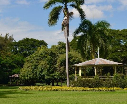 Where did all the green go? Kingston’s vanishing public spaces
