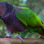 New initiative launched to protect Dominica’s critically endangered Sisserou Parrot Sisserou Parrot
