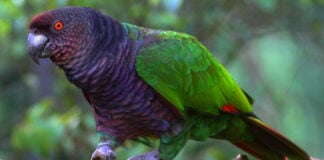 New initiative launched to protect Dominica’s critically endangered Sisserou Parrot Sisserou Parrot