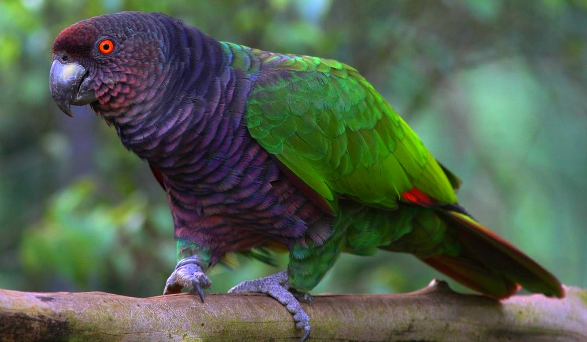 New initiative launched to protect Dominica’s critically endangered Sisserou Parrot
