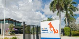 Broward Animal Care launches ‘Volunteers Save Lives. Period’ campaign Broward County Animal Care