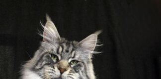 Maine Coon cats for sale in the USA