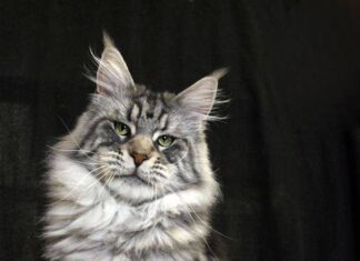 Maine Coon cats for sale in the USA