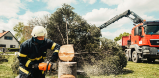 How much does tree removal cost in North Haven, CT?