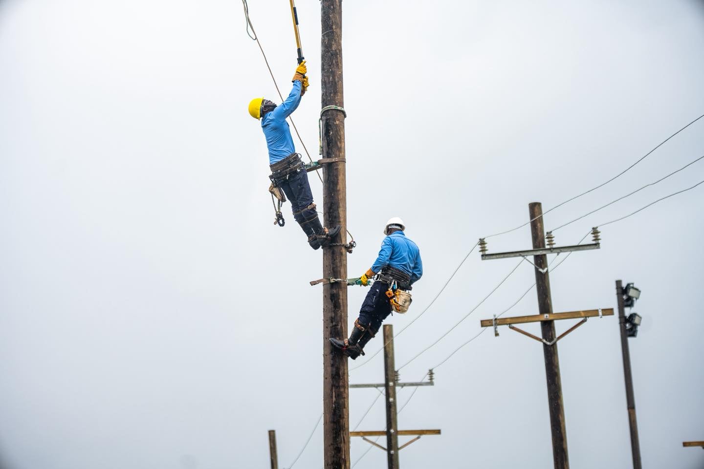LUCELEC says rodent interference triggered islandwide blackout in Saint Lucia
