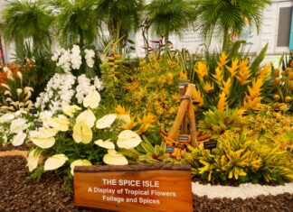 Grenada wins Gold at RHS Chelsea Flower Show for 19th time