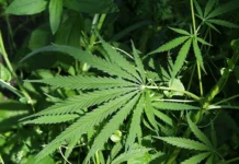 Guyana advances plans to develop industrial hemp sector, identifies Regions Six and Ten for cultivation hemp