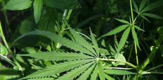Guyana advances plans to develop industrial hemp sector, identifies Regions Six and Ten for cultivation hemp
