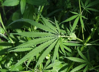 Guyana advances plans to develop industrial hemp sector, identifies Regions Six and Ten for cultivation hemp