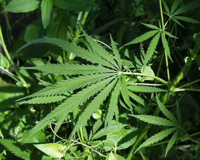 Hemp hemp